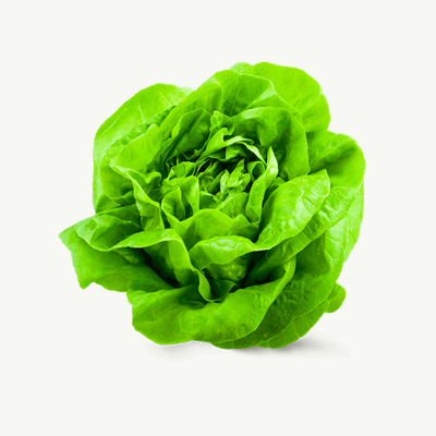 lechuga